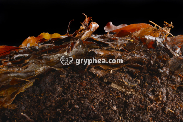 Litière en coupe (hétraie) montrant la zone humifère - gryphea.org